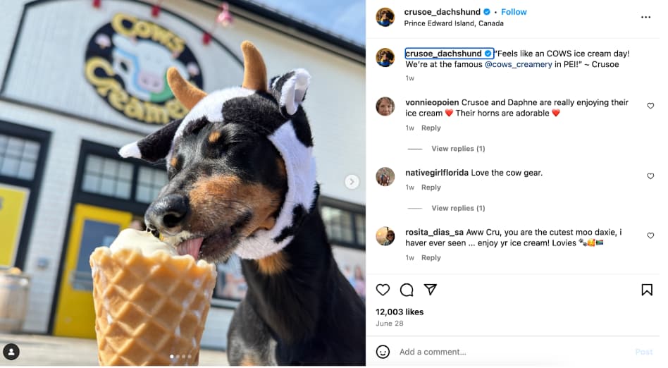 dog influencer example